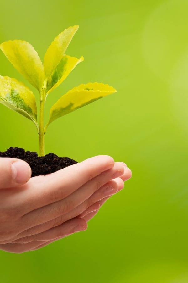 Branding empresas medioambiente